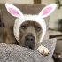 Pet Dog Warm Windproof Knitted Hat Animal Series Dress Up Pet Headgear Head Accessories Photo Props brown bear M