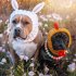 Pet Dog Warm Windproof Knitted Hat Animal Series Dress Up Pet Headgear Head Accessories Photo Props brown bear M