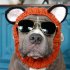 Pet Dog Warm Windproof Knitted Hat Animal Series Dress Up Pet Headgear Head Accessories Photo Props brown bear M
