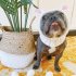 Pet Dog Warm Windproof Knitted Hat Animal Series Dress Up Pet Headgear Head Accessories Photo Props brown bear M