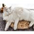 Pet Electric Heating Pad Waterproof Anti scratch Constant Temperature Electric Blanket Camel Color