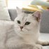 Pet Grooming Brush Hair Removal Comb Shedding Brush Self cleaning Needle Comb Massage Tool Pets Supplies gray white