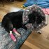 Pet Inflatable Cone Anti bite Anti lick Elizabethan Collars Protective Headgear For Stop Licking Biting Wounds grey M