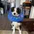 Pet Inflatable Cone Anti bite Anti lick Elizabethan Collars Protective Headgear For Stop Licking Biting Wounds grey M
