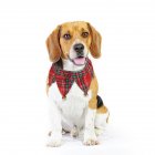 Pet Lace Collar Scarf with Bell for Small Dogs Cats Christmas Eve Wear S