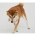 Pet Simulate Animal Body Parts Tooth Cleaning Chew Rubber Toy for Dogs