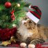 Pet Striped Christmas Hat Multicolor Cat Dog Dress Up Headwear Pet Supplies for Xmas Party Decor red and black plaid