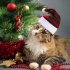 Pet Striped Christmas Hat Multicolor Cat Dog Dress Up Headwear Pet Supplies for Xmas Party Decor Red and green plaid AB