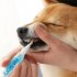 Pet Teeth Cleaning Kit Pet Beauty Toothbrush Dog Cat Tartar Dental Stone Cleaning Pen 5ml 2 pieces box