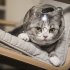 Pet Transparent Head Protective Space Ball Breathable Anti bite Anti Licking Cute Cat Ear Design Recovery Helmet large transparent