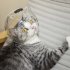 Pet Transparent Head Protective Space Ball Breathable Anti bite Anti Licking Cute Cat Ear Design Recovery Helmet large transparent