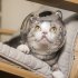 Pet Transparent Head Protective Space Ball Breathable Anti bite Anti Licking Cute Cat Ear Design Recovery Helmet large transparent