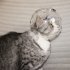 Pet Transparent Head Protective Space Ball Breathable Anti bite Anti Licking Cute Cat Ear Design Recovery Helmet large transparent
