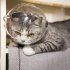 Pet Transparent Head Protective Space Ball Breathable Anti bite Anti Licking Cute Cat Ear Design Recovery Helmet large transparent
