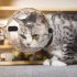Pet Transparent Head Protective Space Ball Breathable Anti bite Anti Licking Cute Cat Ear Design Recovery Helmet large transparent