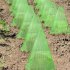 Plant Covers Plant Freeze Protection Cover With Ventilation Top Pack Of 10 Transparent Reusable Plant Bell Cover Garden Cloches For Plants Seed Flower 10pcs