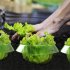 Plant Freeze Protection Cover Plant Covers With Ventilation Top Transparent Vegetable Protective Cover Plant Bell Cover Snail Protection Collar 6