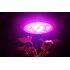 Plant Grow Light with 180 Watt power  14 2 Inch diameter and a built in cooling fan   Grow your plants indoor and achieve a higher yield and bigger crops