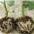 Plant Rooting Device High Pressure Propagation Ball High Pressure Box Growing white L