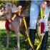 Premium Dog Leash Adjustable Length Handle Bungee Leash With Pouch For Walking Hiking Jogging Biking Running Purple yellow  traction rope  traction ropes  1 3 2