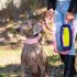 Premium Dog Leash Adjustable Length Handle Bungee Leash With Pouch For Walking Hiking Jogging Biking Running Purple yellow  traction rope  traction ropes  1 3 2