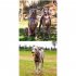 Premium Dog Leash Adjustable Length Handle Bungee Leash With Pouch For Walking Hiking Jogging Biking Running Burgundy gray  traction rope  traction ropes  1 3 2