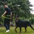 Premium Dog Leash Hands Free Length Handle Bungee Leash Adjustable Waist Belt Elastic Bungees Retractable Rope For Walking Hiking Jogging Biking Running blue 2 