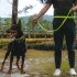 Premium Dog Leash Hands Free Length Handle Bungee Leash Adjustable Waist Belt Elastic Bungees Retractable Rope For Walking Hiking Jogging Biking Running blue 2 