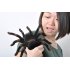 RC Tarantula has 2 4GHz Frequency and Supports both Android and iOS
