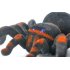 RC Tarantula has 2 4GHz Frequency and Supports both Android and iOS