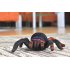 RC Tarantula has 2 4GHz Frequency and Supports both Android and iOS