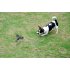 Realistic military attack helicopter with IR remote control   Take to the skies with this RC micro helicopter