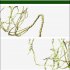 Reptile Vines Reptile Tank Plants With Metal Core Flexible Hanging Tank Accessories Bendable Climbing Vines Pet Habitat Decoration For Gecko Frog Lizard M type 