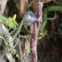 Reptile Vines Reptile Tank Plants With Metal Core Flexible Hanging Tank Accessories Bendable Climbing Vines Pet Habitat Decoration For Gecko Frog Lizard M type 