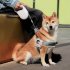 Retractable Dog Leash With Reflective Stripe W shaped Rope Outlet Anti friction Heavy Duty Reflective Nylon Tape Rope Durable Dog Walking Leash For Dogs White S