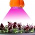 Significantly increase the growth and yield of your pants with this uniquely shaped LED grow light  Comes with 49 red blue LED lights  