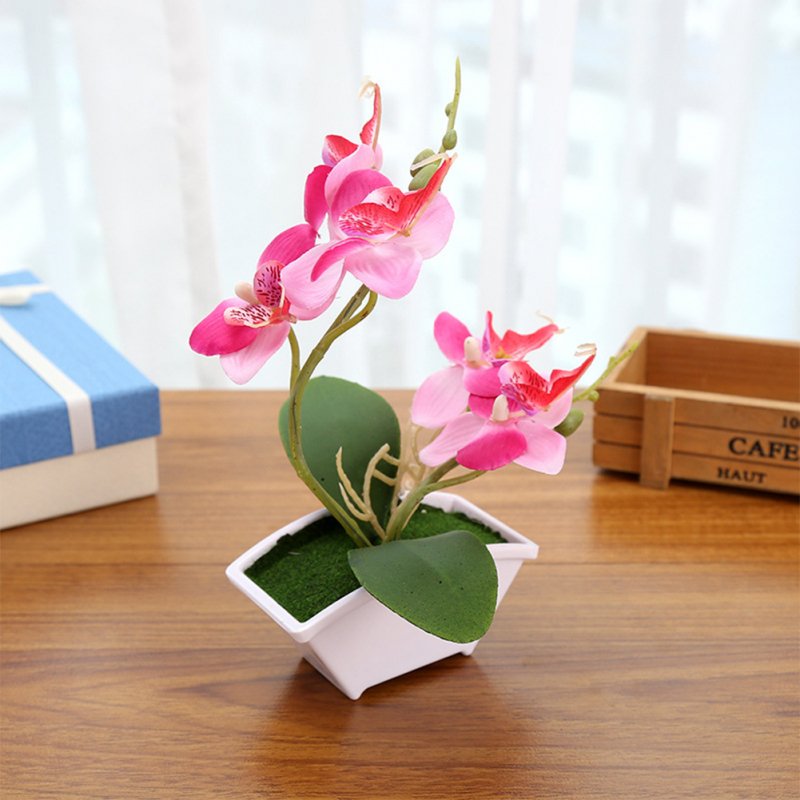 Simulate Butterfly Orchid with Potted