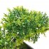 Simulate Potted Plant Cute Microlandschaft Home Office Hotel Decoration   yellow