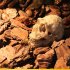 Simulate Resin Skull Landscape Ornament for Reptile Cave Aquarium Terrarium Decoration  Skull skull