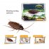 Simulation Electric Cockroach Spider Toy Funny Cat Dog Vibrating Teasing Toys Party Pranks For Halloween Birthdays vibrating spider