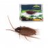 Simulation Electric Cockroach Spider Toy Funny Cat Dog Vibrating Teasing Toys Party Pranks For Halloween Birthdays vibrating spider