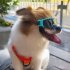 Small Dog Goggles UV Protection Doggy Sunglasses Windproof Sun proof Soft Frame Pet Glasses For Small Dogs gold