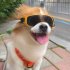 Small Dog Goggles UV Protection Doggy Sunglasses Windproof Sun proof Soft Frame Pet Glasses For Small Dogs gold