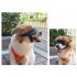Small Dog Goggles UV Protection Doggy Sunglasses Windproof Sun proof Soft Frame Pet Glasses For Small Dogs gold