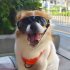 Small Dog Goggles UV Protection Doggy Sunglasses Windproof Sun proof Soft Frame Pet Glasses For Small Dogs gold