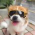 Small Dog Goggles UV Protection Doggy Sunglasses Windproof Sun proof Soft Frame Pet Glasses For Small Dogs gold