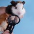 Small Pet Nail Clipper with Magnifying Glass for Hamster Hedgehog Chinchilla Guinea Pig black