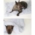 Soft Warm Double Layer Plush Sleeping Blanket Pet Bed for Small Medium Large Dog Cat Sleeping Leather powder L  100 75CM