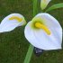 Solar Energy Powered 3 Plastic Artificial Calla Lily 3 LEDs IP55 Outdoor Decorative Light Courtyard Lamp