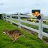 Solar Nocturnal Animal Alarm Detector Solar Infrared Motion Alarm Detector with RC Built in 13 Sound Effects N911S Red 